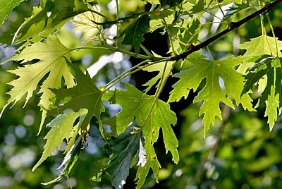 Acer saccharinum 'Wieri' - javor stříbrný - listy